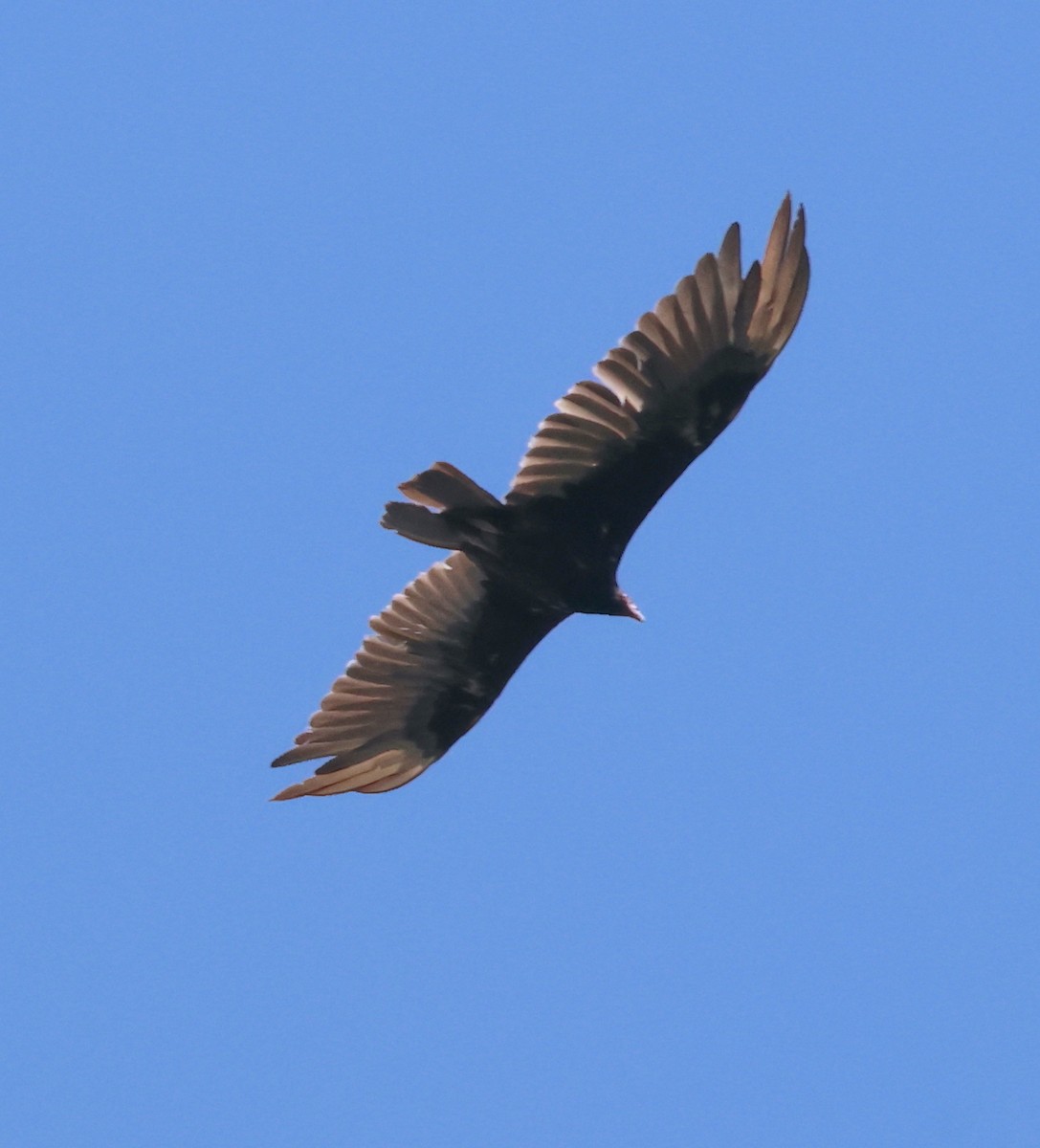 Turkey Vulture - ML619612501