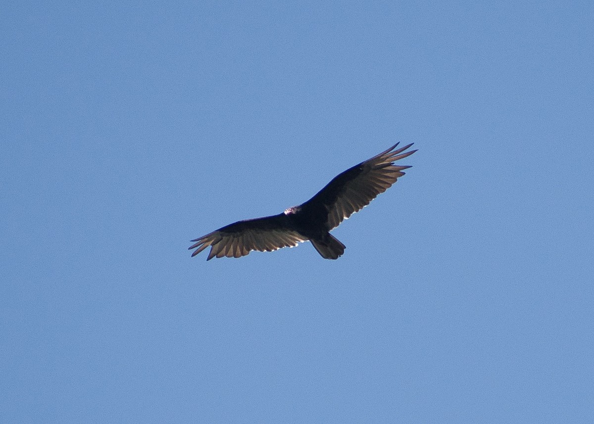 Turkey Vulture - ML619612532