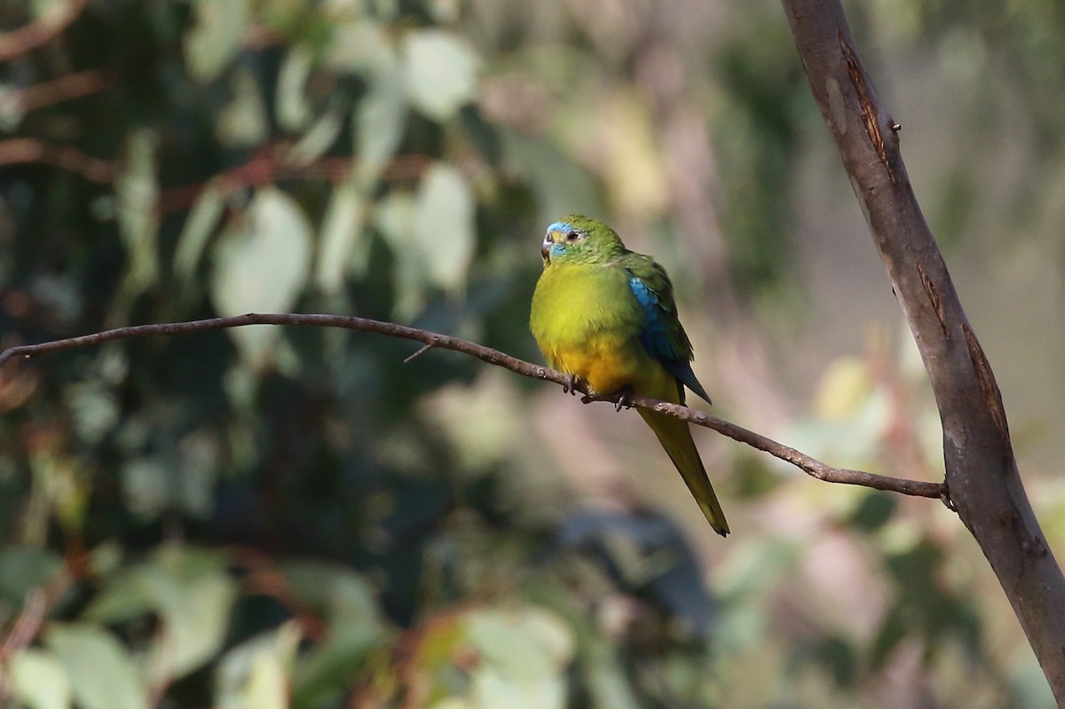 Turquoise Parrot - ML619612571