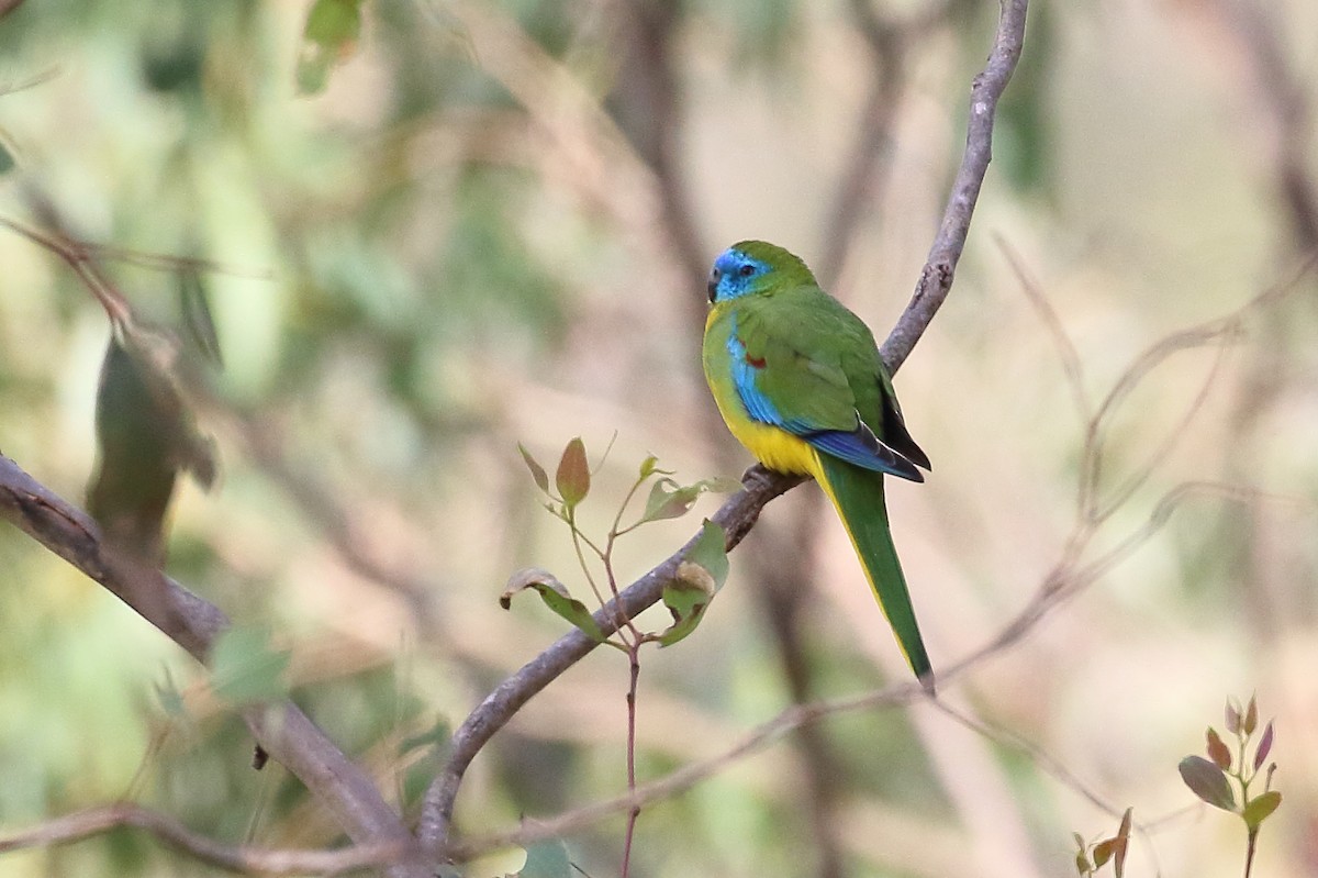 Turquoise Parrot - ML619612572