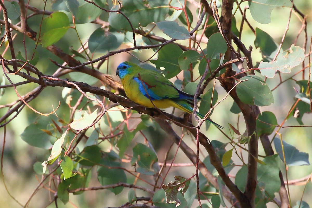 Turquoise Parrot - ML619612573