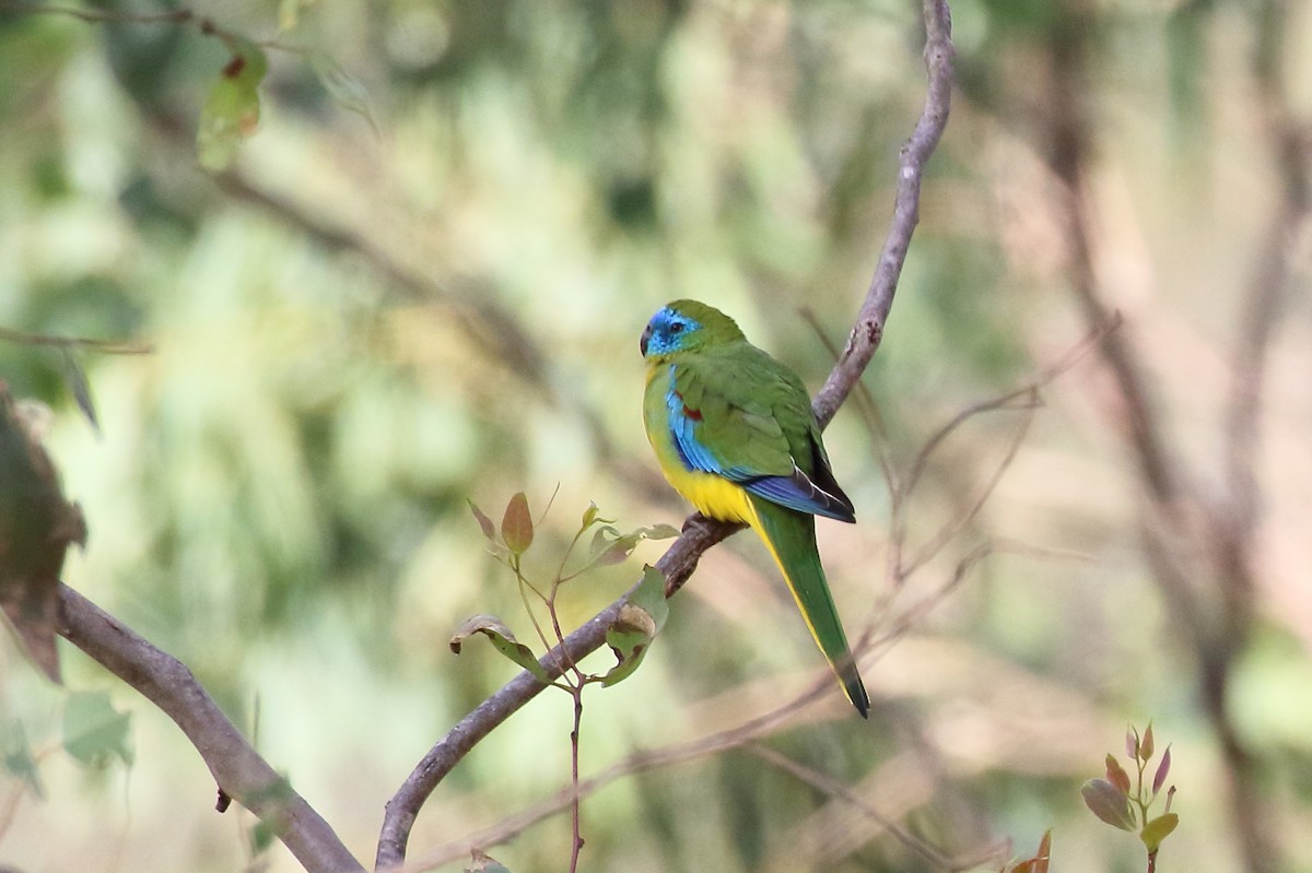 Turquoise Parrot - ML619612574