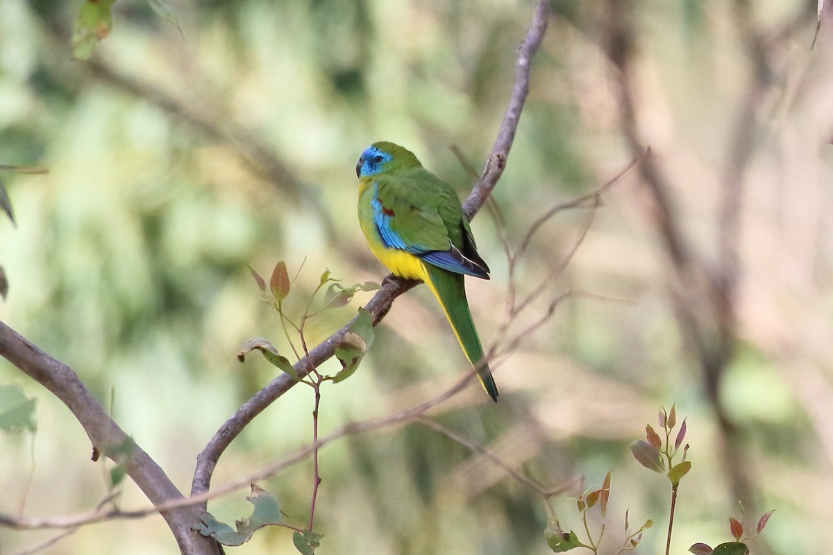Turquoise Parrot - ML619612575