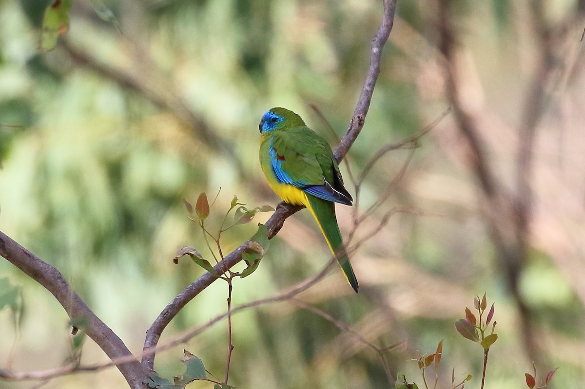 Turquoise Parrot - ML619612577
