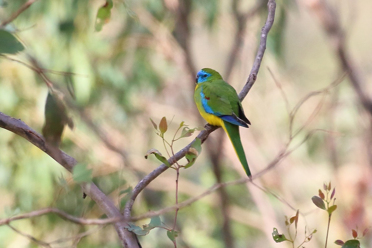 Turquoise Parrot - ML619612578