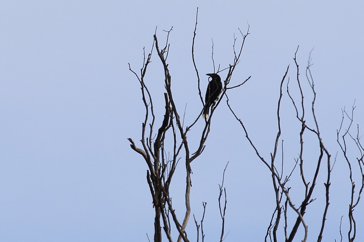 Pied Currawong - ML619612630