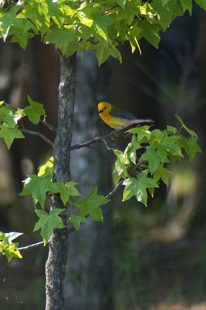 Prothonotary Warbler - ML619612638