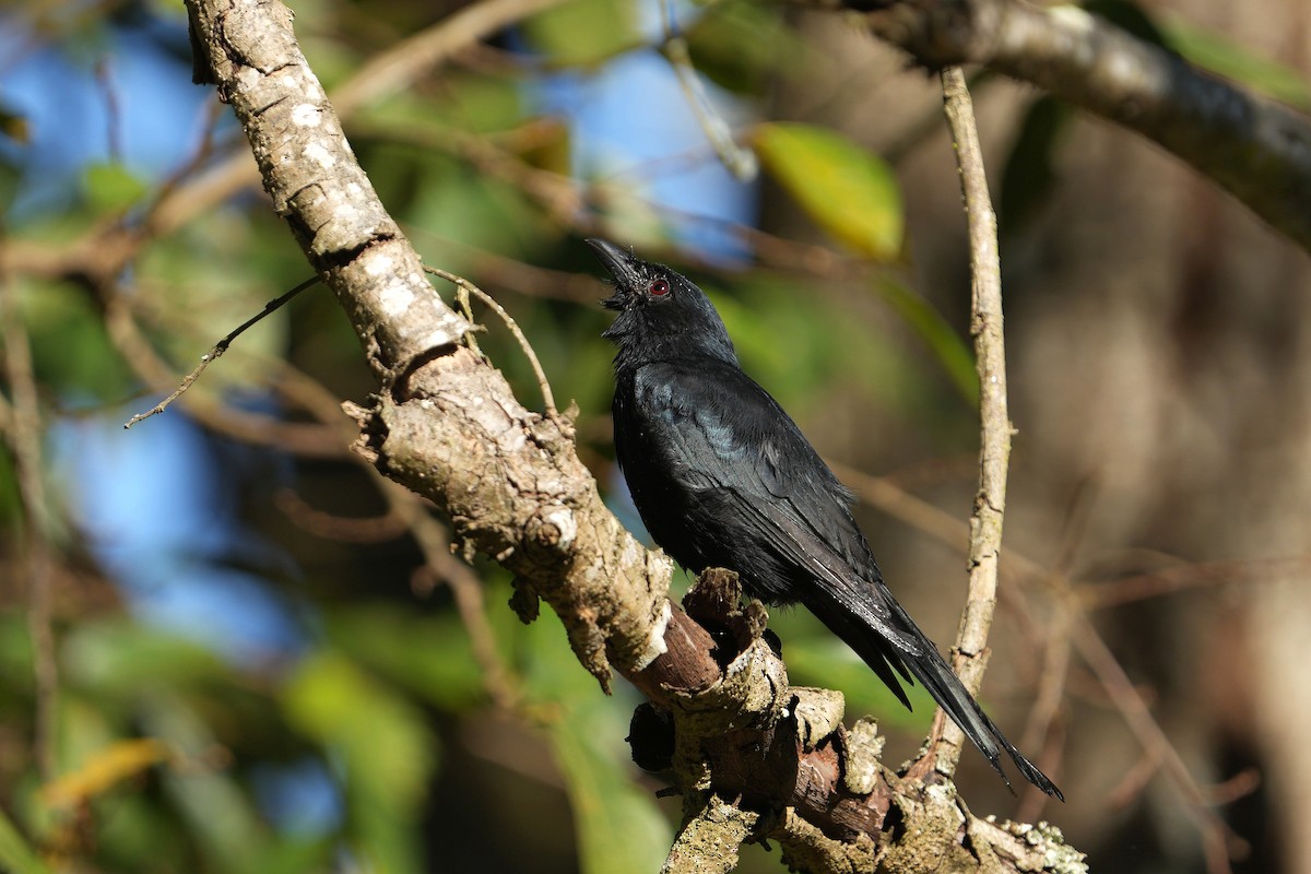 Fork-tailed Drongo - ML619612678