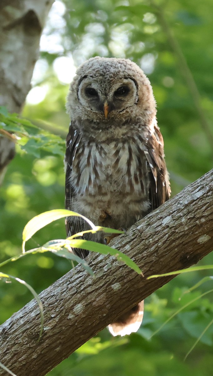 Barred Owl - ML619612684