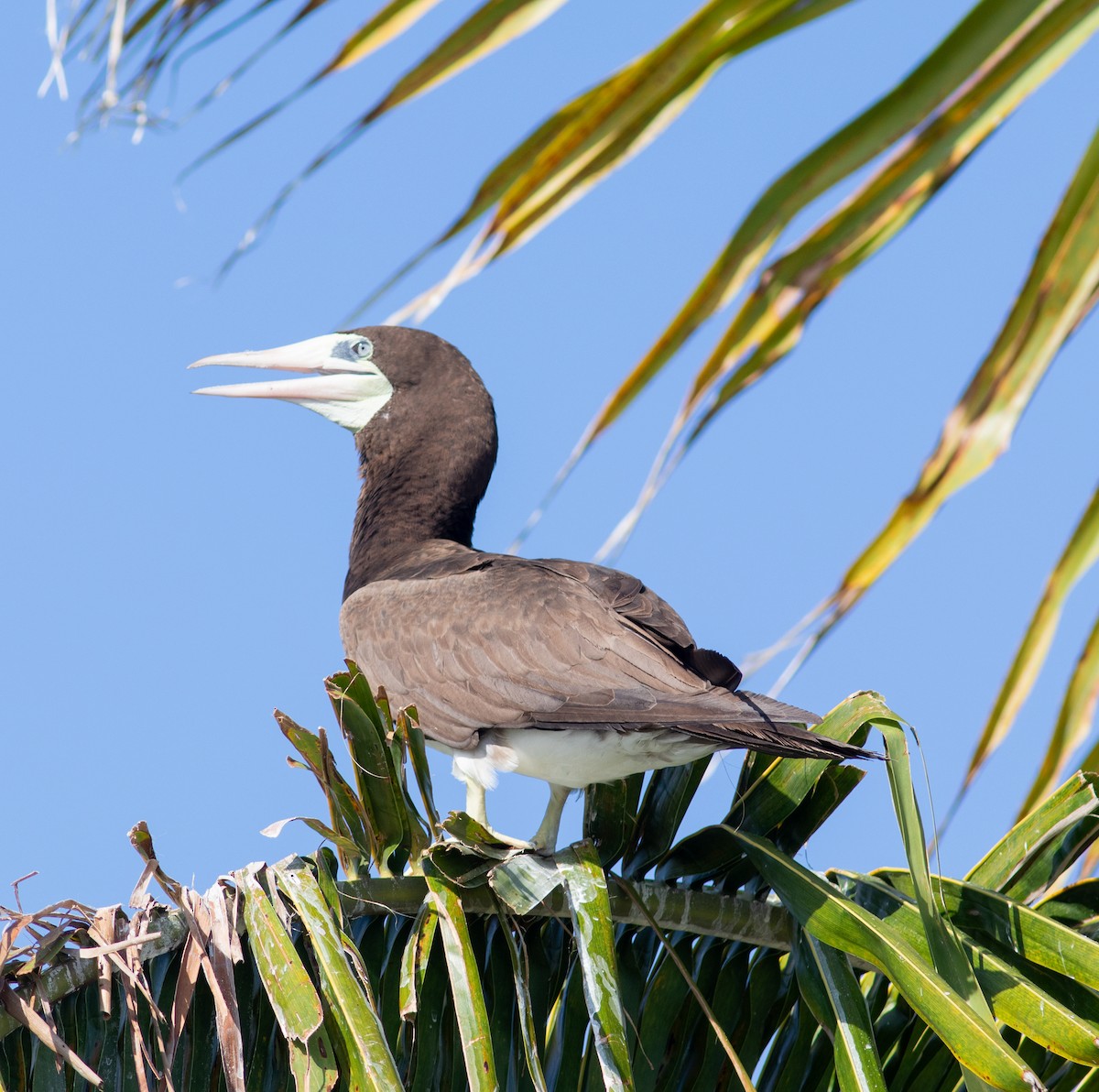 Brown Booby - ML619612688