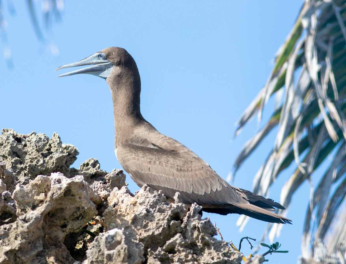 Brown Booby - ML619612691