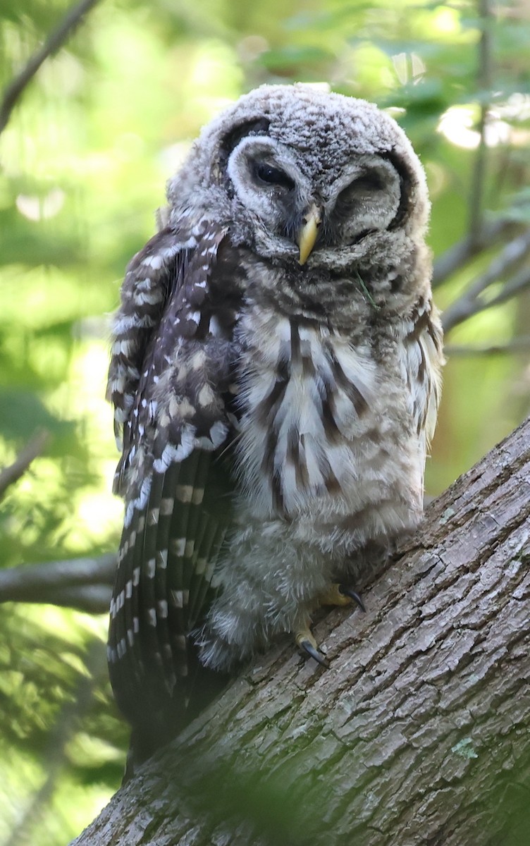 Barred Owl - ML619612719