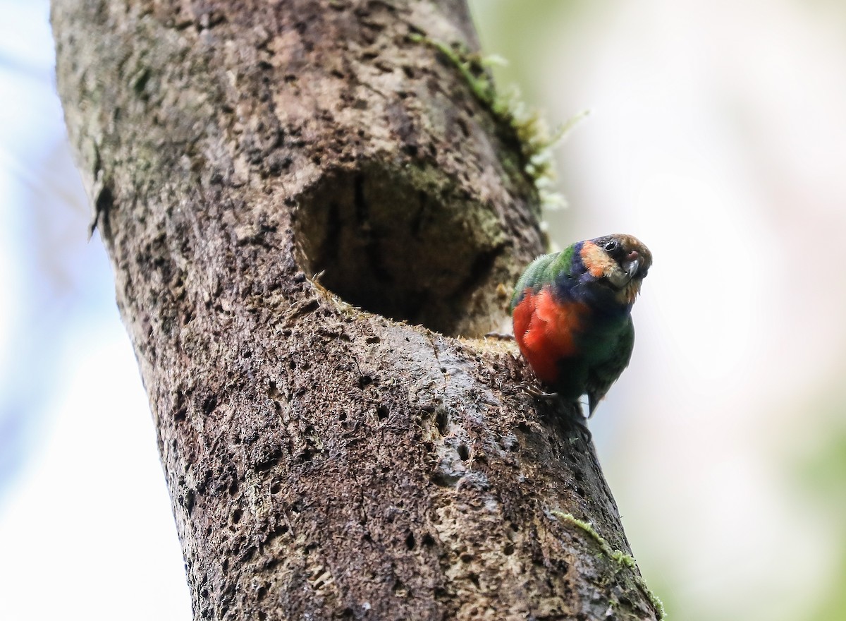Red-breasted Pygmy-Parrot - ML619612722