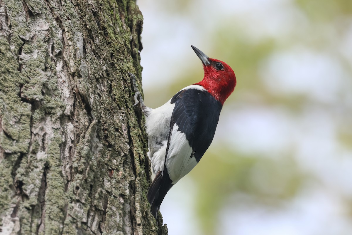 Red-headed Woodpecker - ML619612726