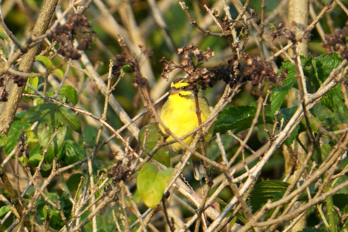 Yellow-fronted Canary - ML619612731