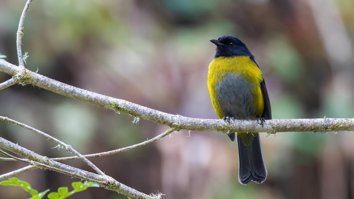 Black-and-yellow Silky-flycatcher - ML619612754
