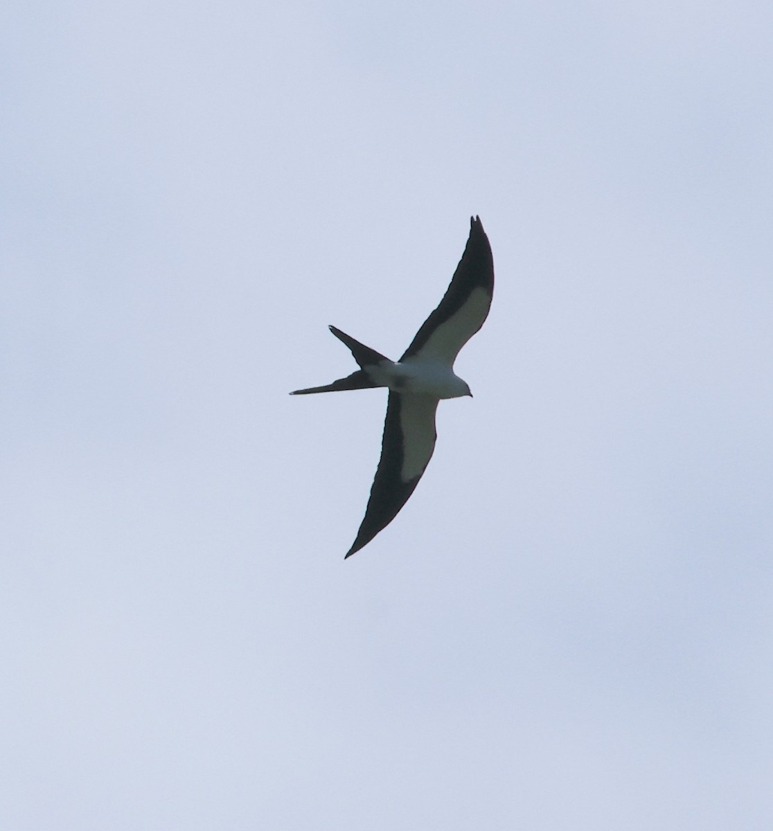 Swallow-tailed Kite - ML619612756