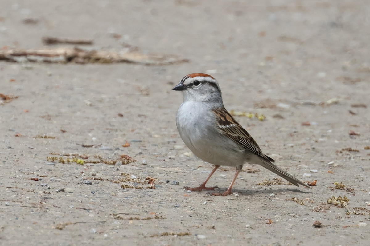 Chipping Sparrow - ML619612762