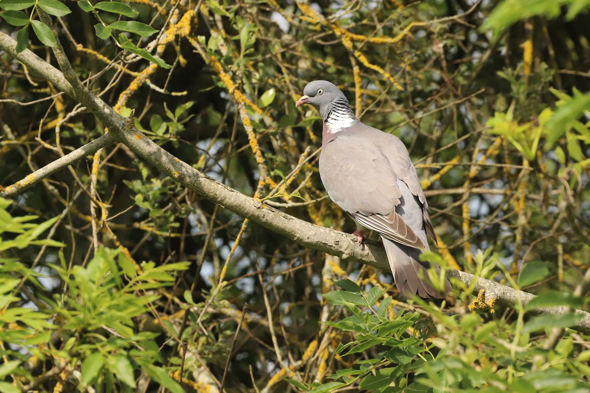 Common Wood-Pigeon - ML619612774