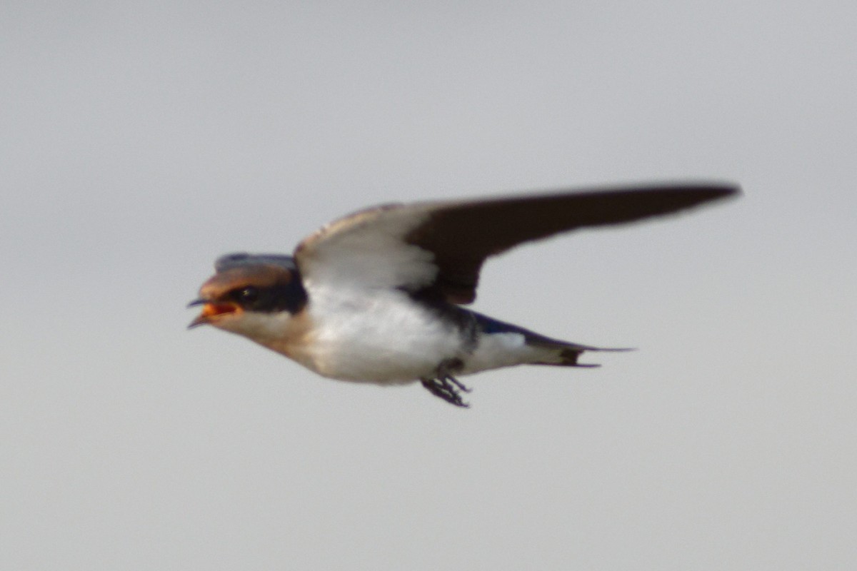 Wire-tailed Swallow - ML619612793