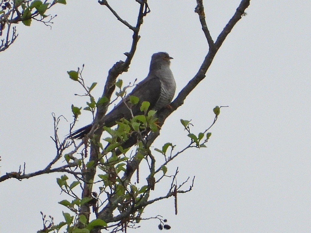 Common Cuckoo - ML619612814