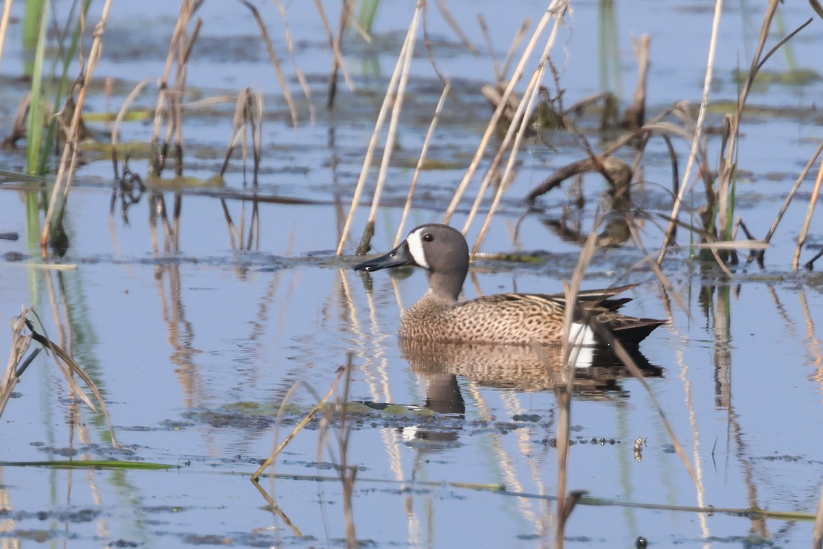 Blue-winged Teal - ML619612820