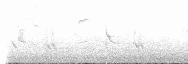 Новозеландская веерохвостка - ML619612841