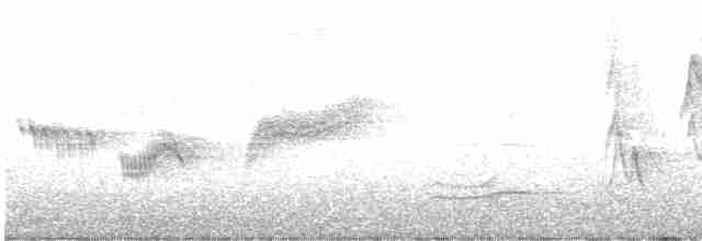 Новозеландская веерохвостка - ML619612842