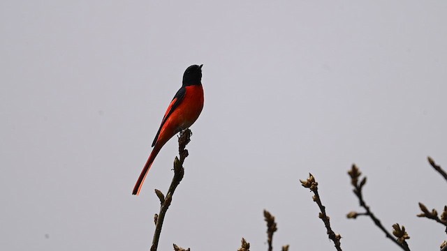 赤紅山椒鳥 - ML619612867