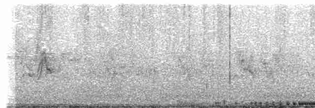 holub skalní (domácí) - ML619612868