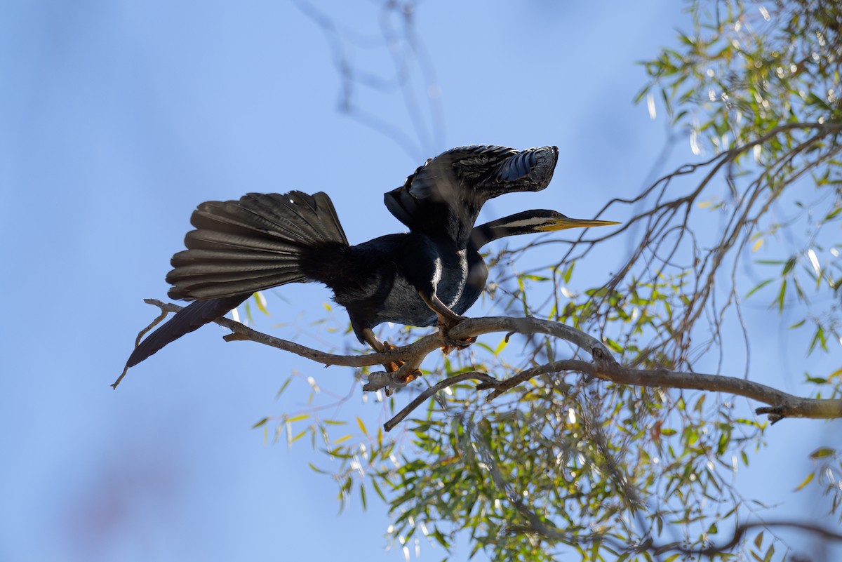 Austral-Schlangenhalsvogel - ML619612869