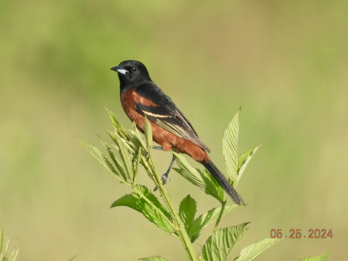 Orchard Oriole - ML619612924