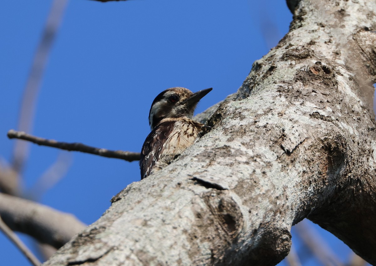 Gray-capped Pygmy Woodpecker - ML619612936