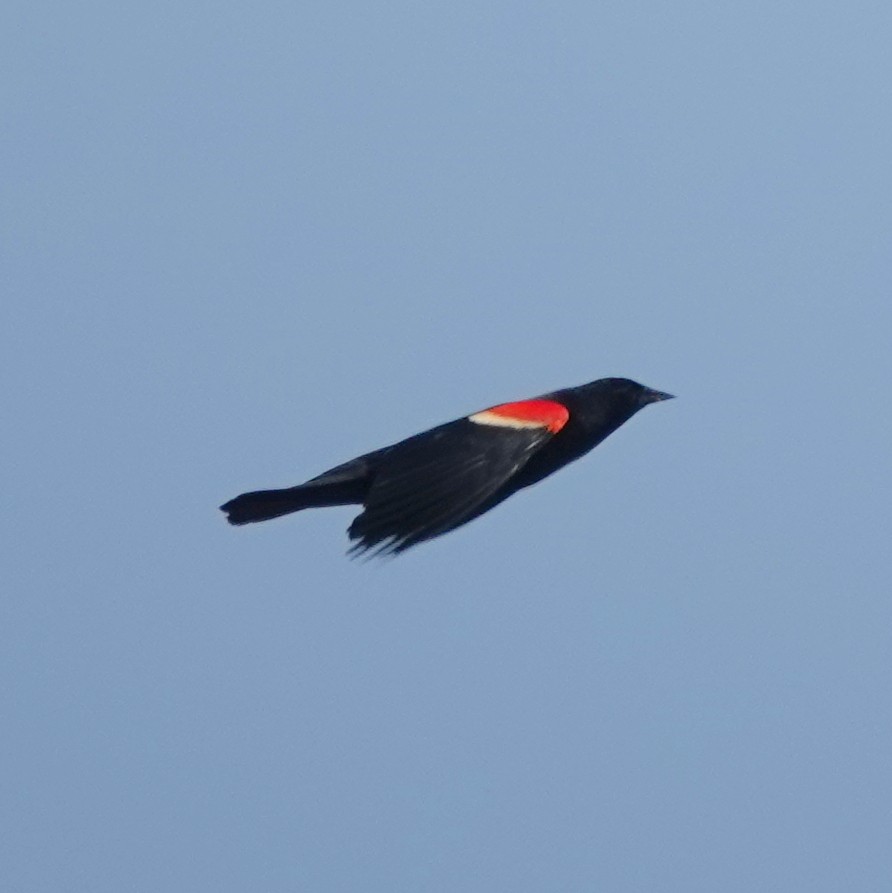 Red-winged Blackbird - ML619612970