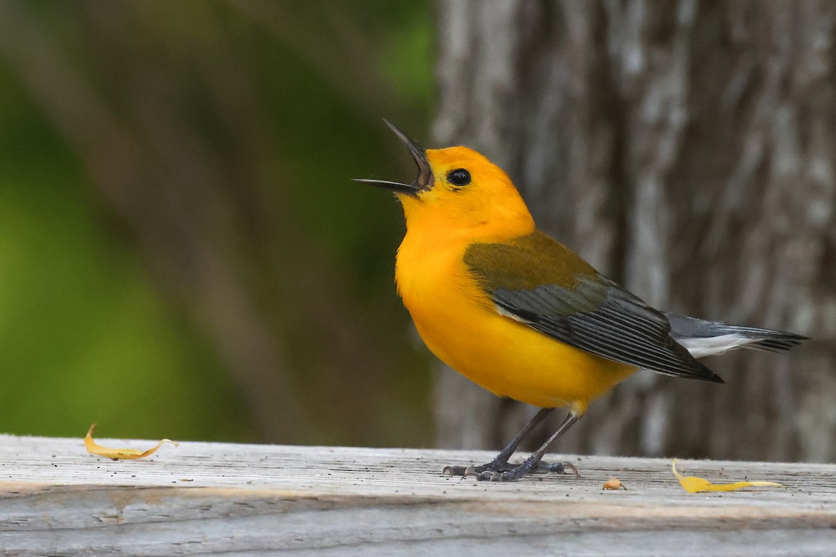 Prothonotary Warbler - ML619613007