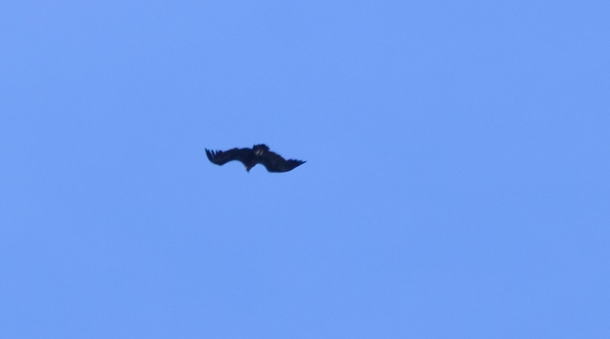 Cinereous Vulture - ML619613009