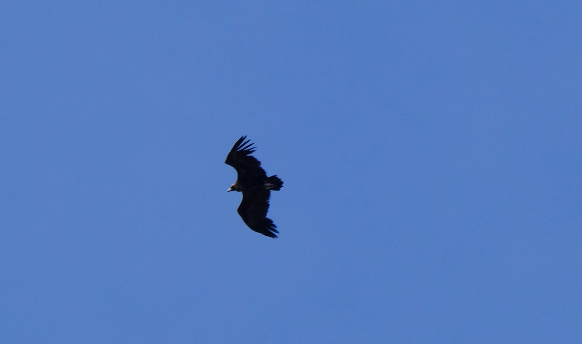 Cinereous Vulture - ML619613011
