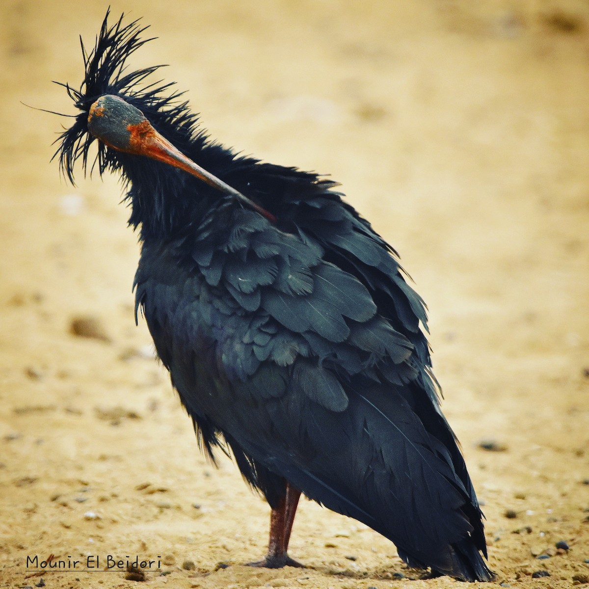skallet ibis - ML619613019