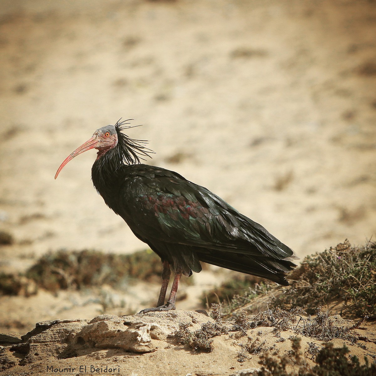 skallet ibis - ML619613026