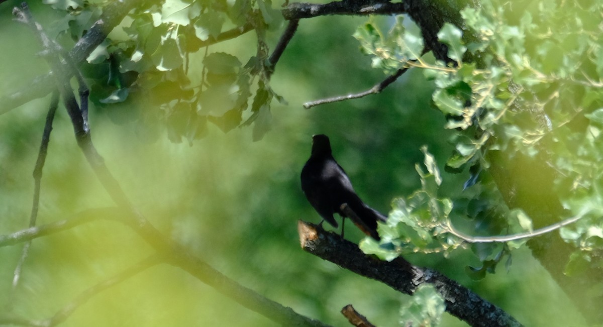 Eurasian Blackbird - ML619613029