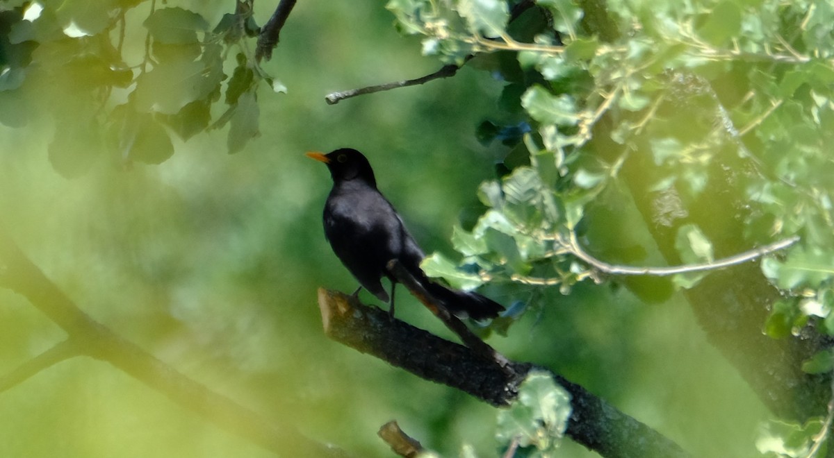 Eurasian Blackbird - ML619613030