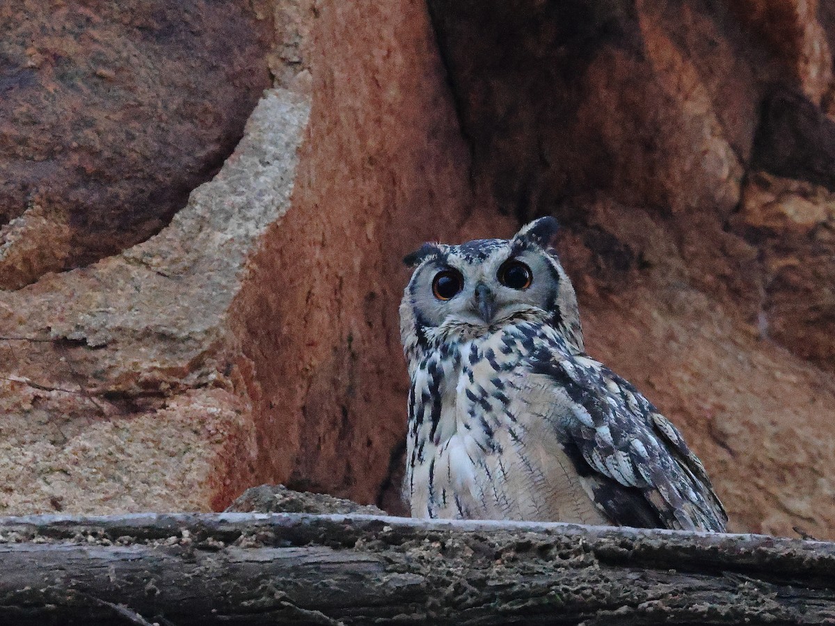 Rock Eagle-Owl - ML619613045