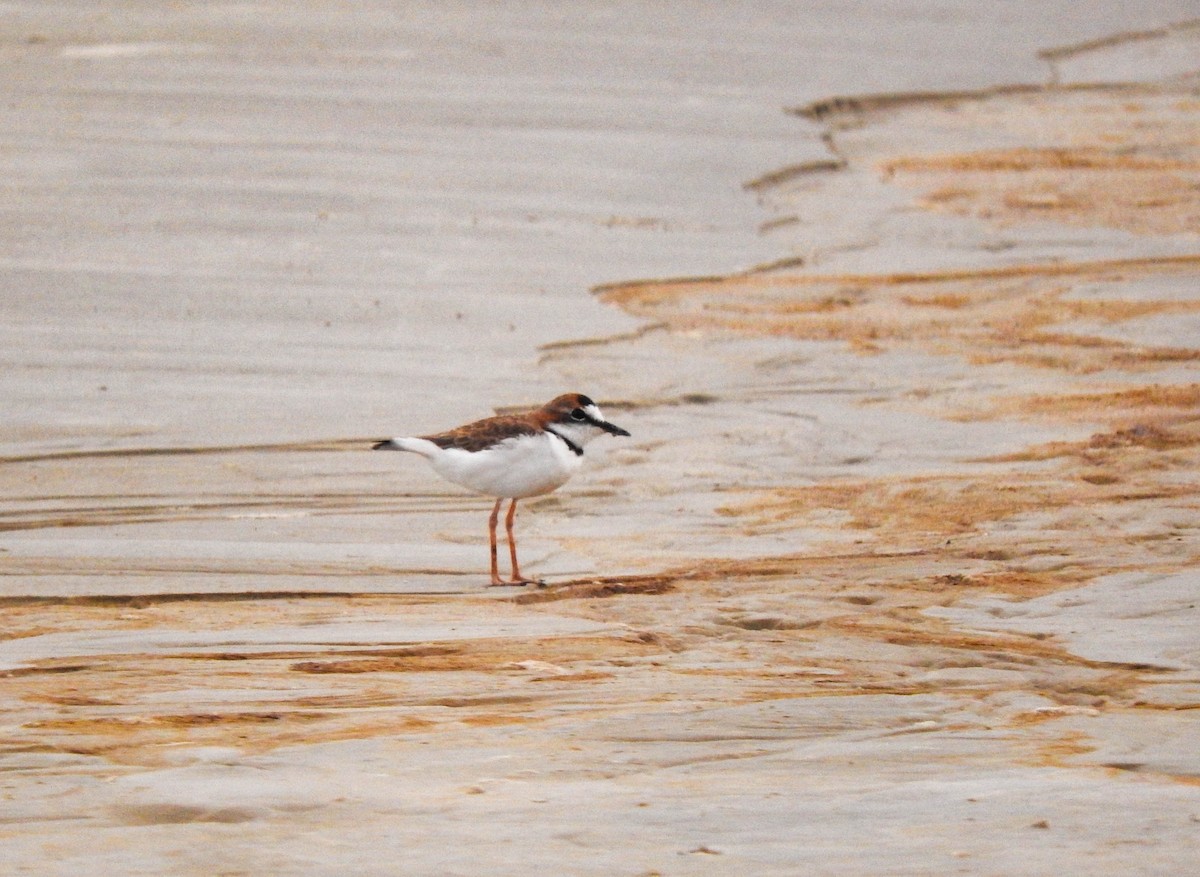 Collared Plover - ML619613065