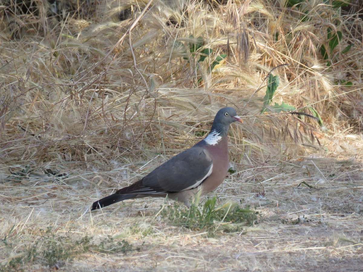 Common Wood-Pigeon - ML619613081