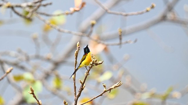 Green-tailed Sunbird - ML619613098