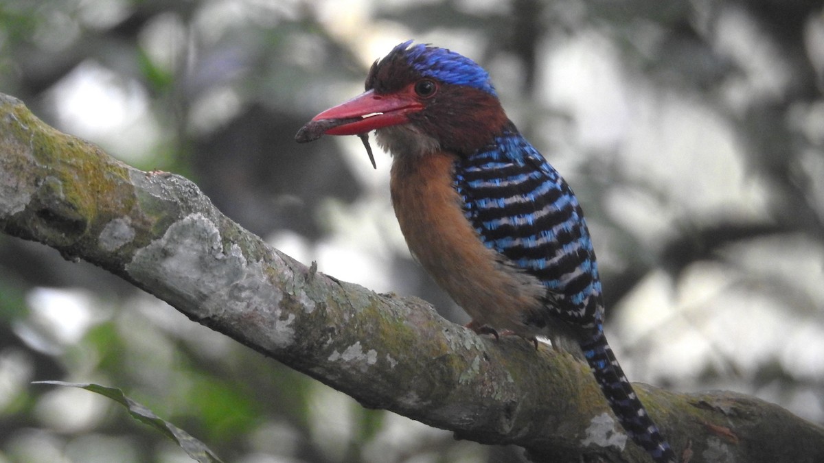 Banded Kingfisher (Banded) - ML619613175
