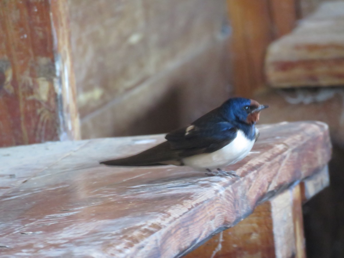 Barn Swallow - ML619613193