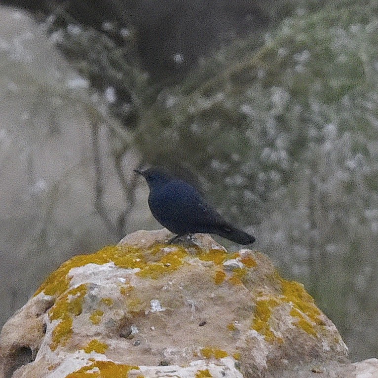 Синий каменный дрозд - ML619613197
