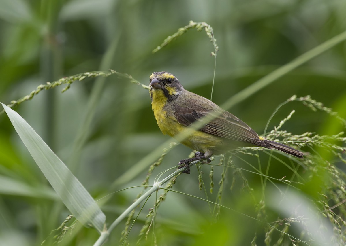 Yellow-fronted Canary - ML619613215