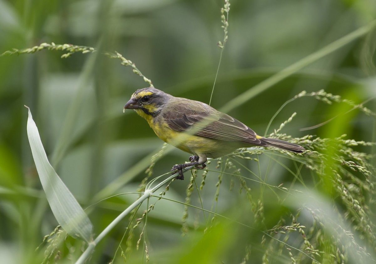 Yellow-fronted Canary - ML619613216
